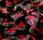 daudzkrāsains  Liellopa Steiks Augs (Perilla) foto