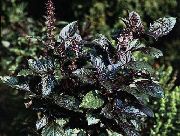 tamno zelene Biljka Bosiljak (Ocimum basilicum) foto