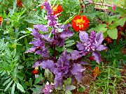 purpurs Augs Baziliks (Ocimum basilicum) foto