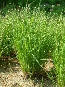 Планинско Melic Трева зелен Растение