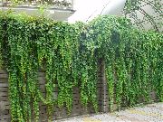 зелен Растение Английски Бръшлян, Общ Бръшлян (Hedera) снимка