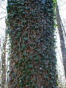 žalias augalas Anglų Gebenė, Bendra Ivy (Hedera) nuotrauka