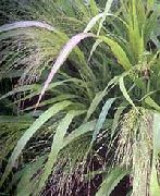 светла-зялёны Расліна Полевичка (Эрагростис) (Eragrostis) фота