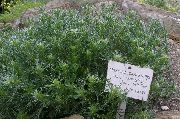 зелен Растение Див Пелин Джудже (Artemisia) снимка