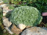 ezüstös Növény Fekete Üröm Törpe (Artemisia) fénykép