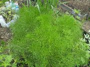 claro-verde Planta Prangos Trifida, Cachrys Alpina  foto