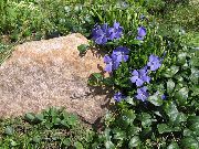 bleu ciel  Bigorneau, Myrte Rampante, Fleur De Décès (Vinca minor) photo