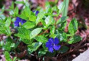 Gemensam Vintergröna, Krypande Myrten, Flower-Of-Död blå Blomma