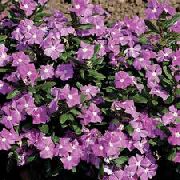 紫丁香  常见的长春花，匍匐桃金娘，花的死亡 (Vinca minor) 照片