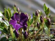 紫  常见的长春花，匍匐桃金娘，花的死亡 (Vinca minor) 照片