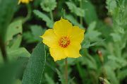 žlutý Květina Bartonia Aurea  fotografie