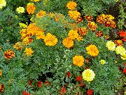pomarańczowy Kwiat Marigold (Tagetes) zdjęcie
