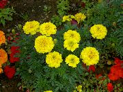 sarı çiçek Kadife Çiçeği (Tagetes) fotoğraf
