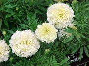 bijela Cvijet Neven (Tagetes) foto