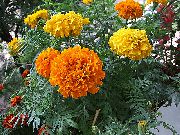 laranja Flor Malmequer (Tagetes) foto