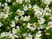 bela Cvet Vosek Begonije (Begonia semperflorens cultorum) fotografija