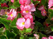 ვარდისფერი ყვავილების ცვილის Begonias (Begonia semperflorens cultorum) ფოტო