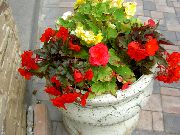 garden flowers red Wax Begonia, Tuberous Begonia Begonia tuberhybrida photos, description, cultivation and planting, care and watering