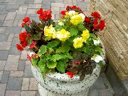 garden flowers yellow Wax Begonia, Tuberous Begonia Begonia tuberhybrida photos, description, cultivation and planting, care and watering