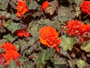 garden flowers orange Wax Begonia, Tuberous Begonia Begonia tuberhybrida photos, description, cultivation and planting, care and watering