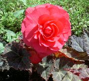 Cire Bégonia, Bégonia Tubéreux rose Fleur