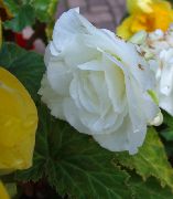 Vaha Begonia, Tuberous Begonia valkoinen Kukka