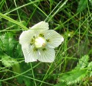 ホワイト フラワー Parnassisの草、沼地の星 (Parnassia palustris) フォト
