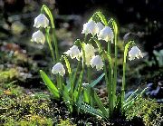 Voorjaar Sneeuwvlok, St. Flower Agnes ' wit Bloem