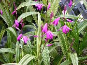Gemalen Orchidee, De Gestreepte Bletilla roze Bloem