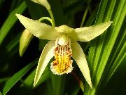 Bakken Orkide, Den Stripete Bletilla gul Blomst