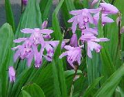 Bakken Orkide, Den Stripete Bletilla syrin Blomst