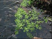 зелен Цвете Вода Иглика, Блатна Тученица, Блатна Seedbox (Callitriche palustris) снимка