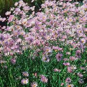 紫丁香  博尔顿的翠菊，白娃娃的菊花，假紫菀，假甘菊 (Boltonia asteroides) 照片