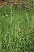 緑色 フラワー ボウルズ黄金の草、黄金キビ草、黄金の木ミル (Milium effusum) フォト