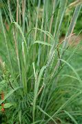 garden flowers green Big Bluestem, Turkeyfoot Andropogon photos, description, cultivation and planting, care and watering