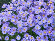 jasnoniebieski Kwiat Brahikoma (Brachyscome) zdjęcie