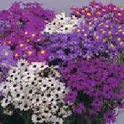 garden flowers purple Swan River daisy Brachyscome photos, description, cultivation and planting, care and watering
