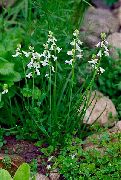 Ισπανικά Υάκινθος λευκό λουλούδι