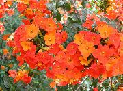 Bush Fialový, Kvet Zafír oranžový Kvetina