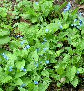 светло плава Цвет Лажно Заборави-Ме-Нот (Brunnera macrophylla) фотографија