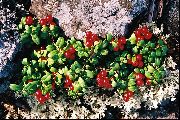 dearg Bláth Lingonberry, Mónóg Sléibhe, Cowberry, Foxberry (Vaccinium vitis-idaea) grianghraf