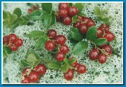 dearg Bláth Lingonberry, Mónóg Sléibhe, Cowberry, Foxberry (Vaccinium vitis-idaea) grianghraf