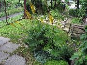 geel Bloem Bigleaf Ligularia, Luipaard Plant, Gouden Kruiskruid  foto