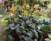 黄 フラワー 大きな葉のメタカラコウ属、ヒョウ植物、黄金ノボロギク (Ligularia) フォト