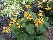 Bigleaf Ligularia, Leopard Plante, Gyldne Brandbæger gul Blomst