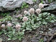 Valeriana Petrophila rosa Flor