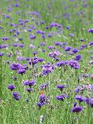 紫 花 矢车菊，星蓟，矢车菊 (Centaurea) 照片