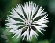 белы Кветка Васілёк Аднагадовы (Centaurea) фота