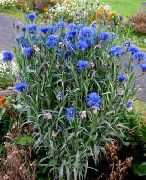 blu Fiore Knapweed, Cardo Stella, Fiordaliso (Centaurea) foto