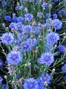 gaiši zils Zieds Zilgalvīte, Zvaigzne Dadzis, Rudzupuķu (Centaurea) foto